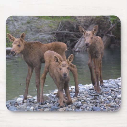 Geboren in Talkeetna, Alaska Muismat (Voorkant)