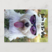 Geboren in Wilde Briefkaart (Voorkant)