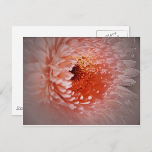 Geboren naar geslaagd briefkaart (Voorkant / Achterkant)