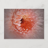 Geboren naar geslaagd briefkaart (Voorkant)