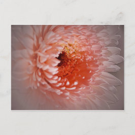 Geboren naar geslaagd briefkaart