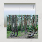 Gebost bos - Polen Briefkaart (Voorkant / Achterkant)