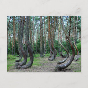 Gebost bos - Polen Briefkaart