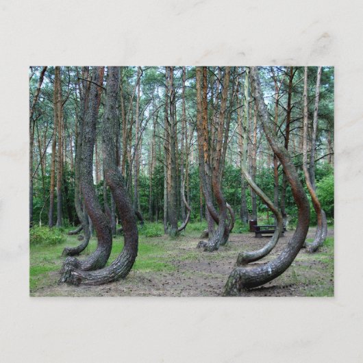 Gebost bos - Polen Briefkaart (Voorkant)