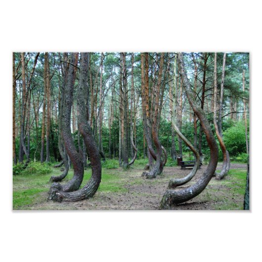Gebost bos - Polen Foto Afdruk (Voorkant)