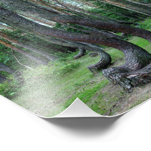 Gebost bos - Polen Foto Afdruk (Hoek)