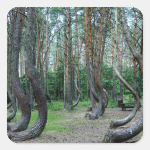 Gebost bos - Polen Vierkante Sticker