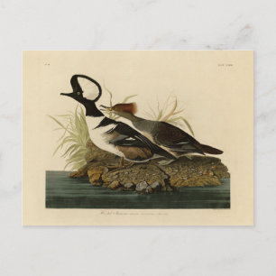 Geboste Merganser - van Audubon's Birds of America Briefkaart