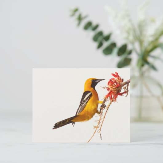 Geboste Oriole Briefkaart (Staand voorkant)