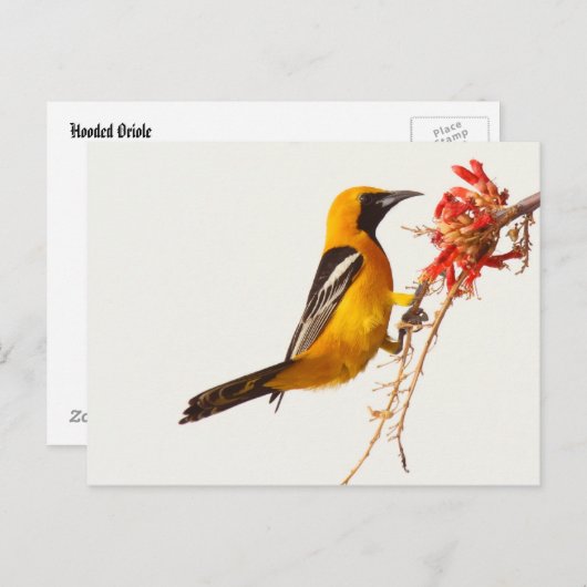 Geboste Oriole Briefkaart (Voorkant / Achterkant)