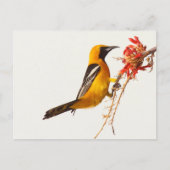 Geboste Oriole Briefkaart (Voorkant)