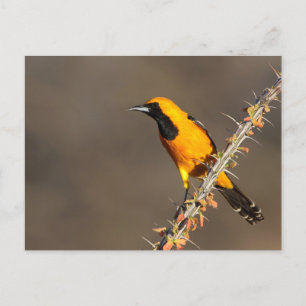 Geboste Oriole op een tak Briefkaart