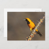 Geboste Oriole op een tak Briefkaart (Voorkant / Achterkant)