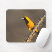 Geboste Oriole op een tak Muismat (Met muis)