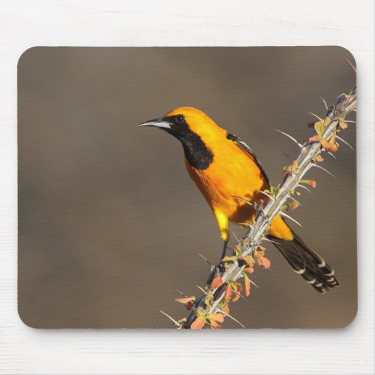 Geboste Oriole op een tak Muismat (Voorkant)