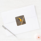 Geboste Oriole op een tak Vierkante Sticker (Envelop)