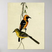 Geboste Oriole Poster (Voorkant)