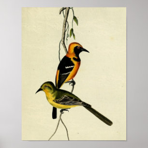 Geboste Oriole Poster