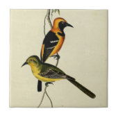 Geboste Oriole Tegeltje (Voorkant)
