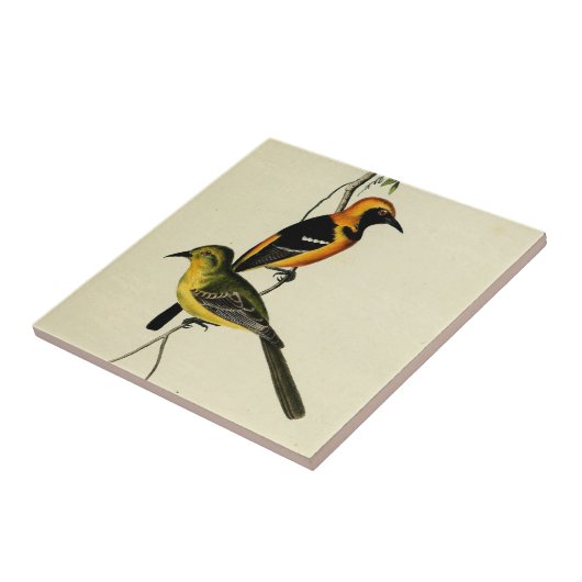 Geboste Oriole Tegeltje (Zijkant)