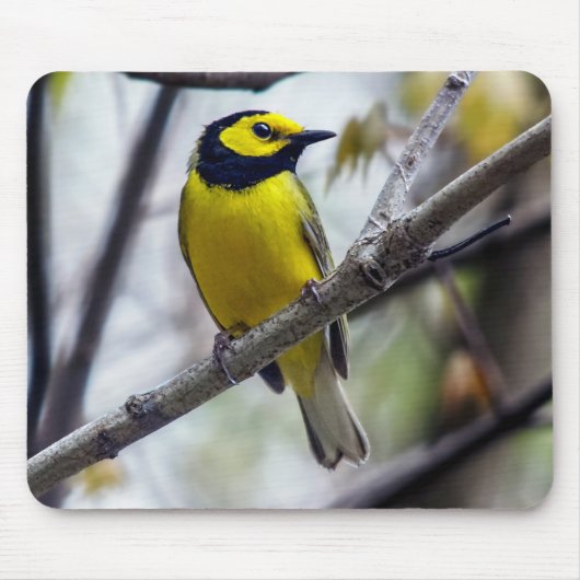 Geboste Warbler Mousepad Muismat (Voorkant)