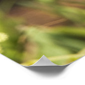 Geboste Warbler Wilsonia citrina) volwassen, manne Poster (Hoek)