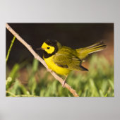 Geboste Warbler Wilsonia citrina) volwassen, manne Poster (Voorkant)