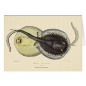  gebottelde Stingrays, zeedieren (Voorkant Horizontaal)