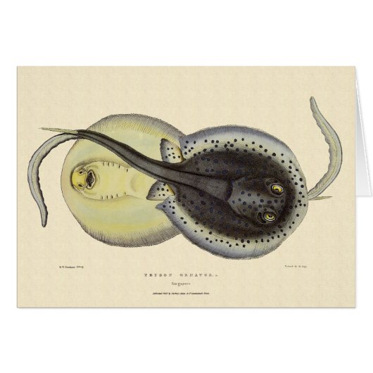  gebottelde Stingrays, zeedieren (Voorkant Horizontaal)