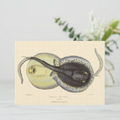  gebottelde Stingrays, zeedieren (Staand voorkant)