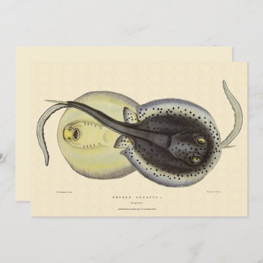  gebottelde Stingrays, zeedieren (Voorkant / Achterkant)