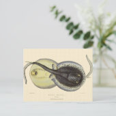 gebottelde Stingrays, zeedieren Briefkaart (Staand voorkant)
