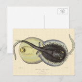gebottelde Stingrays, zeedieren Briefkaart (Voorkant / Achterkant)