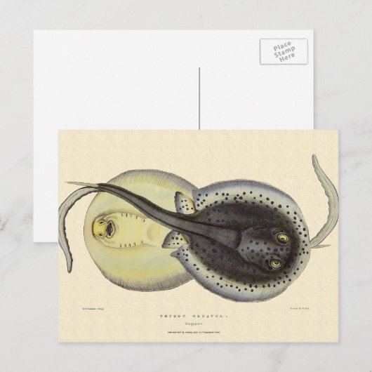  gebottelde Stingrays, zeedieren Briefkaart (Voorkant / Achterkant)