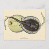  gebottelde Stingrays, zeedieren Briefkaart (Voorkant)