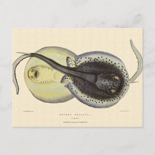 gebottelde Stingrays, zeedieren Briefkaart (Voorkant)