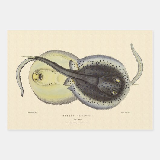 gebottelde Stingrays, zeedieren Inpakpapier Vel (Voorkant 3)