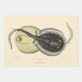  gebottelde Stingrays, zeedieren Inpakpapier Vel (Voorkant 2)