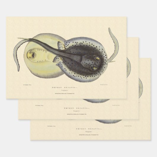  gebottelde Stingrays, zeedieren Inpakpapier Vel (Set)