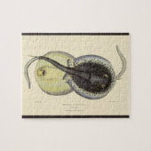  gebottelde Stingrays, zeedieren Legpuzzel (Horizontaal)