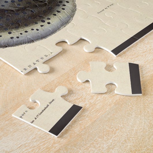  gebottelde Stingrays, zeedieren Legpuzzel (Zijkant)