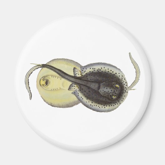  gebottelde Stingrays, zeedieren Magneet (Voorkant)