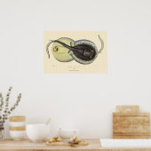  gebottelde Stingrays, zeedieren Poster (Keuken)