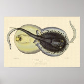  gebottelde Stingrays, zeedieren Poster (Voorkant)
