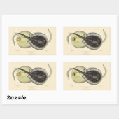  gebottelde Stingrays, zeedieren Rechthoekige Sticker (Vel)