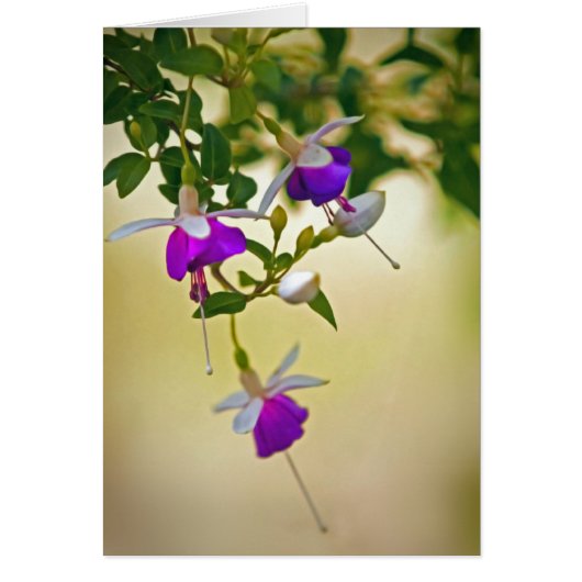 Gebrek aan focus-Fuchsia (Voorkant)