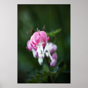 Gebroken hartlijn omhoog Afdrukken Poster