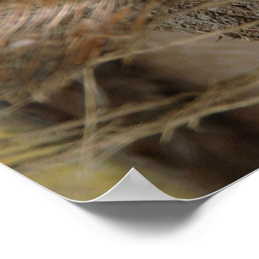 Gebroken kokosnoot poster (Hoek)