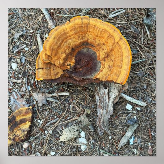 Gebroken Paddenstoelen Fotoposter Poster (Voorkant)