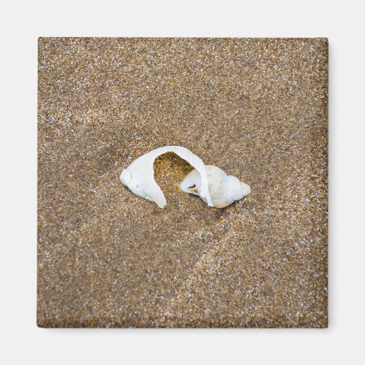 Gebroken shell koelkastmagneet magneet (Voorkant)